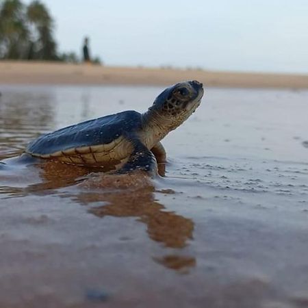 לינה וארוחת בוקר טנגלה Turtle Watch Cabana מראה חיצוני תמונה