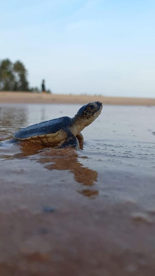 לינה וארוחת בוקר טנגלה Turtle Watch Cabana מראה חיצוני תמונה