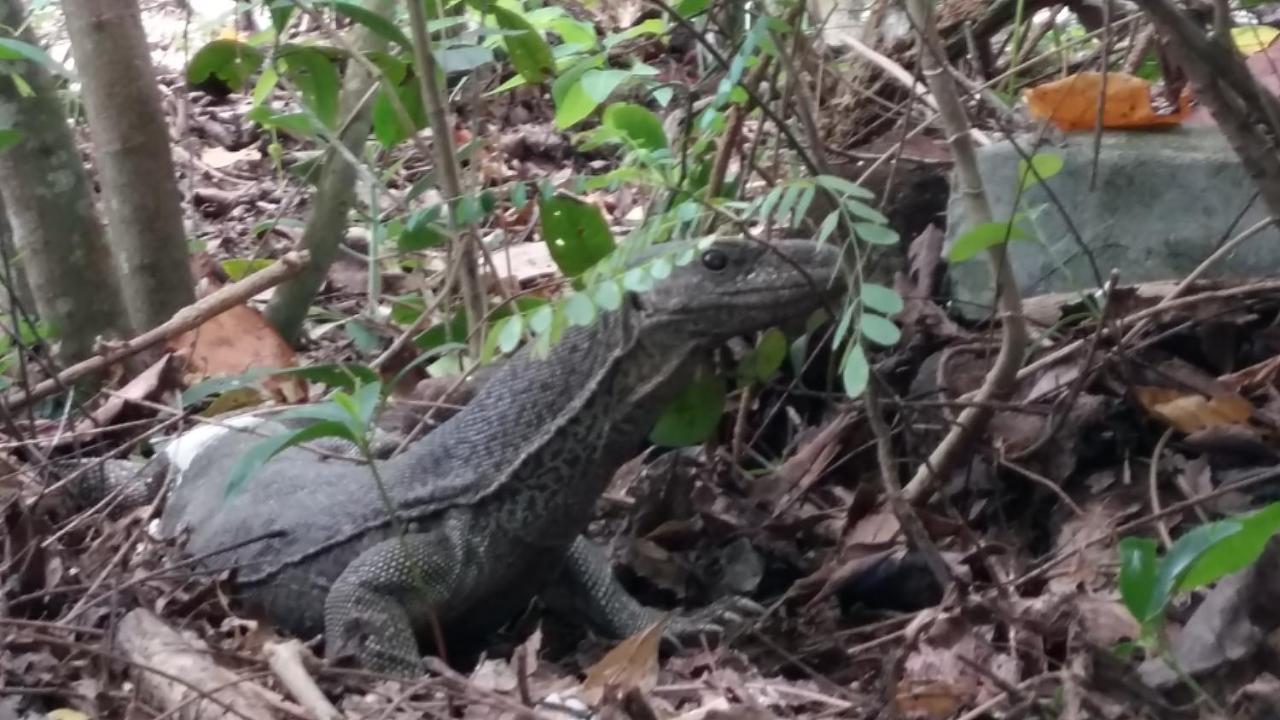 לינה וארוחת בוקר טנגלה Turtle Watch Cabana מראה חיצוני תמונה